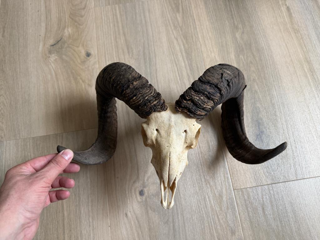 Mouflon / Ram schedel, Verzamelen, Dierenverzamelingen, Ophalen of Verzenden, Gebruikt, Wild dier, Schedel