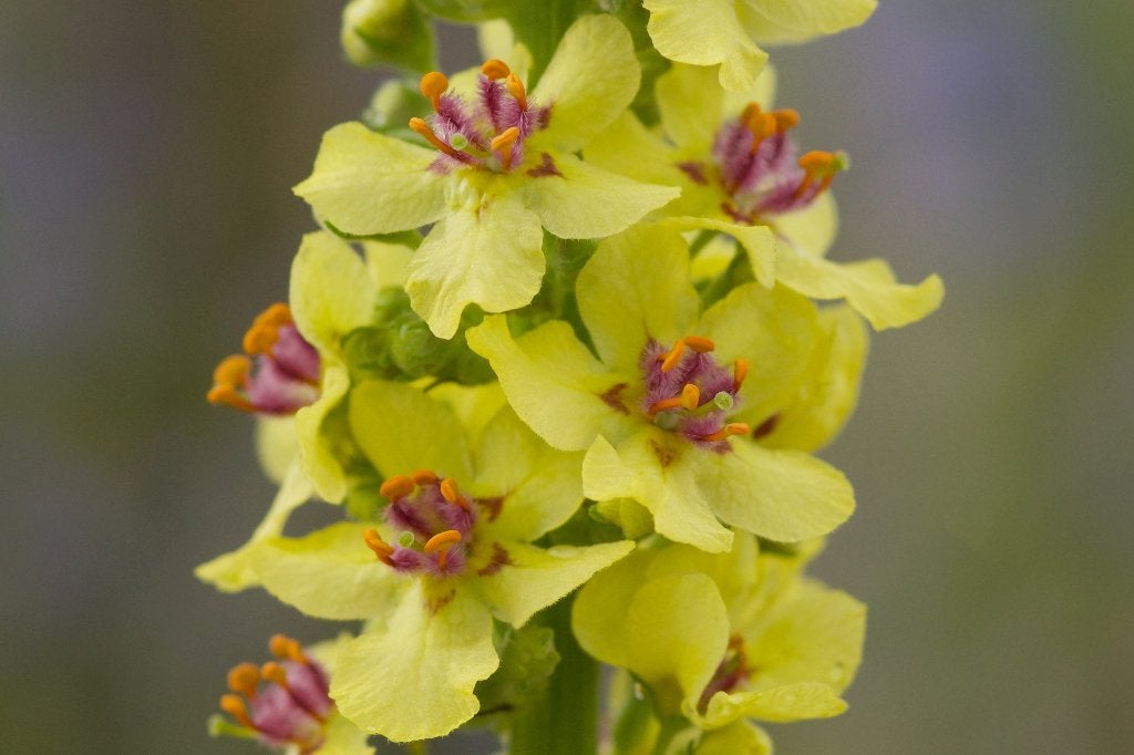 Zaden zwarte toorts (Verbascum nigrum) - inheems, Ophalen of Verzenden, Najaar, Volle zon, Zaad