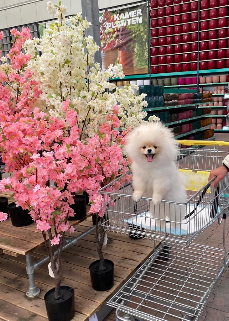 Pomeriaan pup zoekt goud mandje!, 15 weken tot 1 jaar, Parvo, Eén hond, Nederland