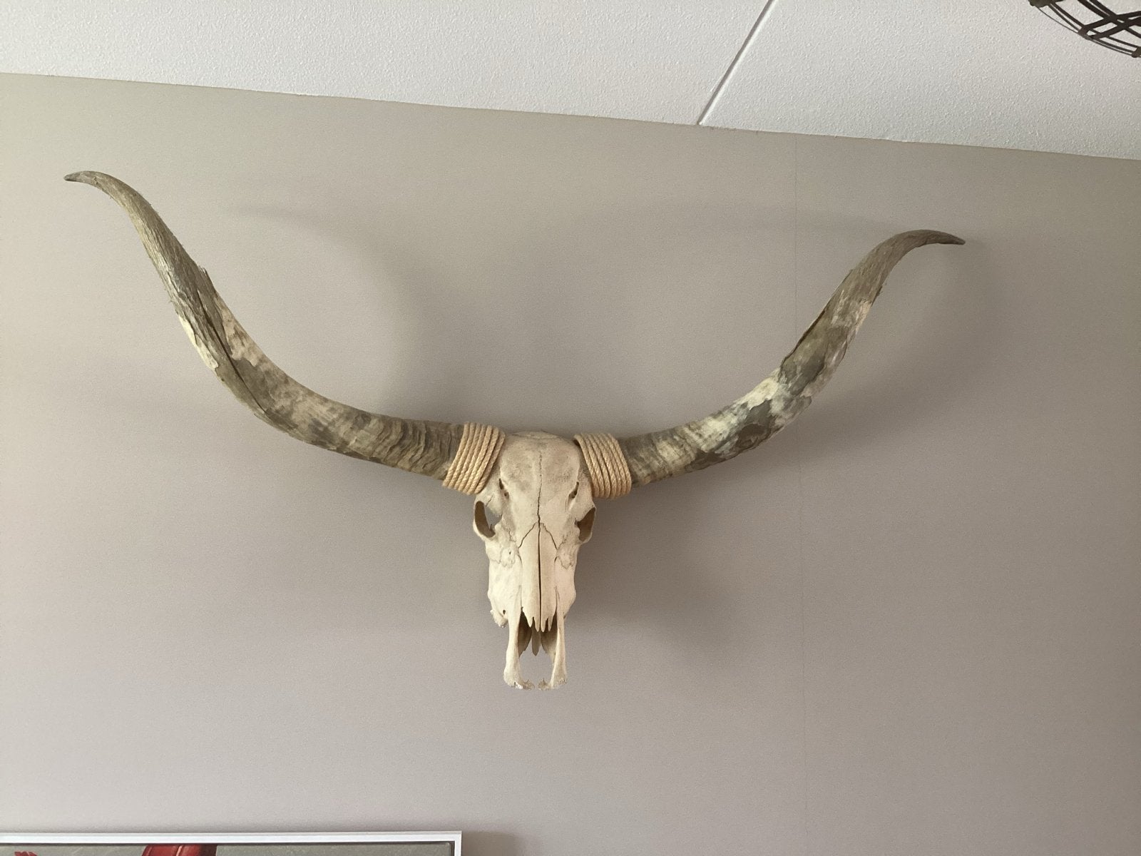 Indrukwekkende origenele Texaanse longhorn met schedel, Ophalen