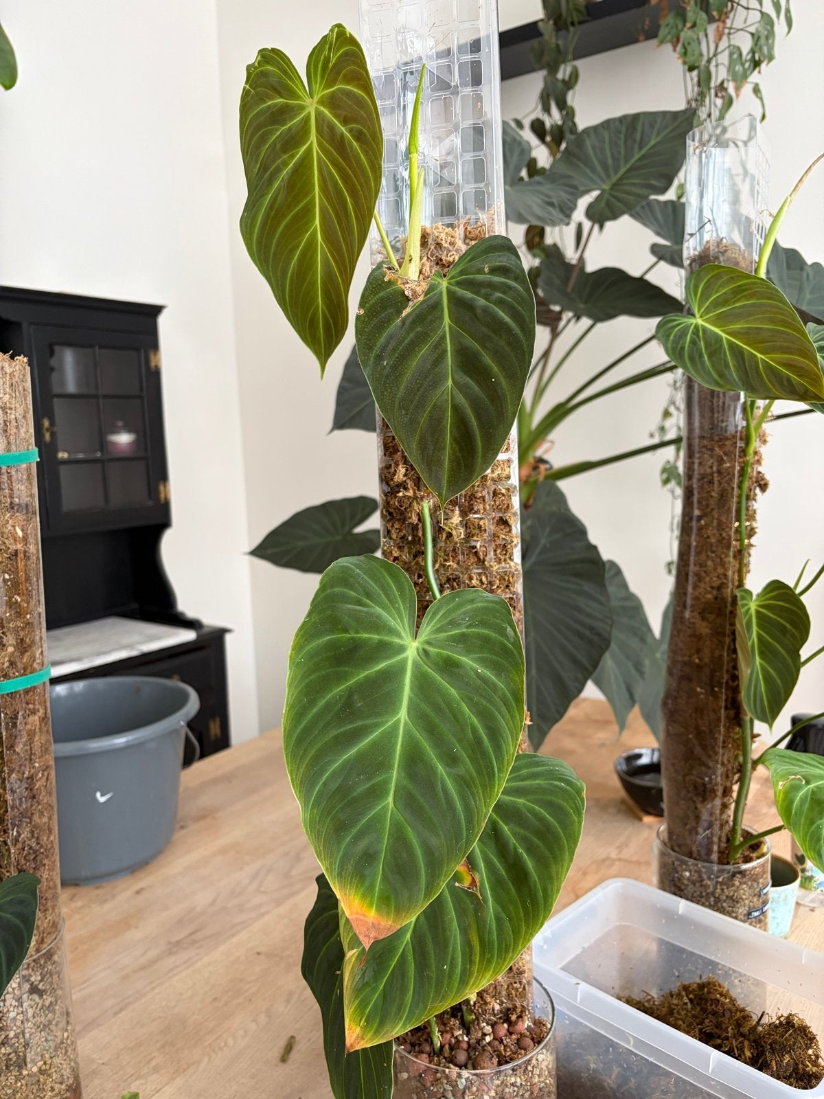 Twee Philodendron Splendid op mospaal, Ophalen, Overige soorten, Halfschaduw, In pot