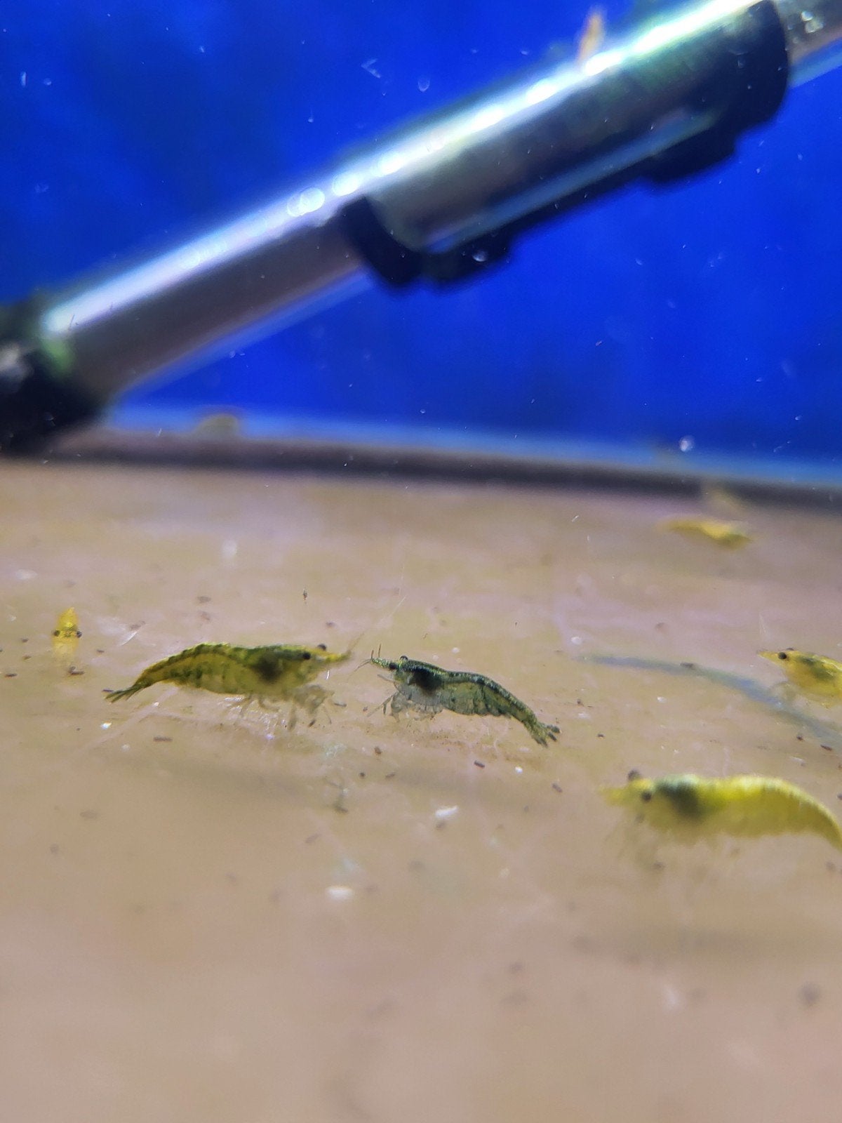 €7 - 15stuks verschillende garnalen, Dieren en Toebehoren, Vissen | Aquariumvissen, Kreeft, Krab of Garnaal