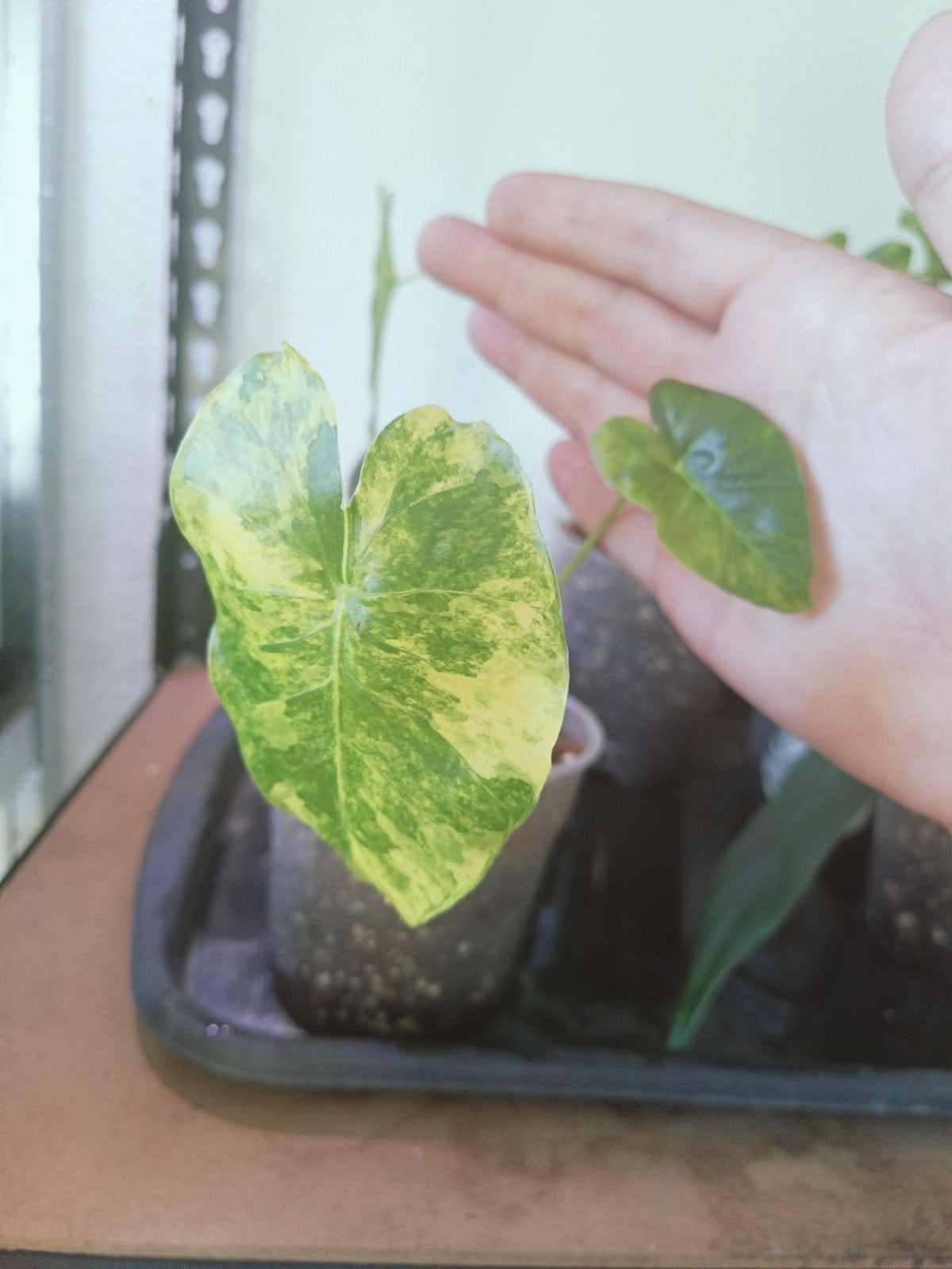Alocasia gaugena aurea, Ophalen of Verzenden