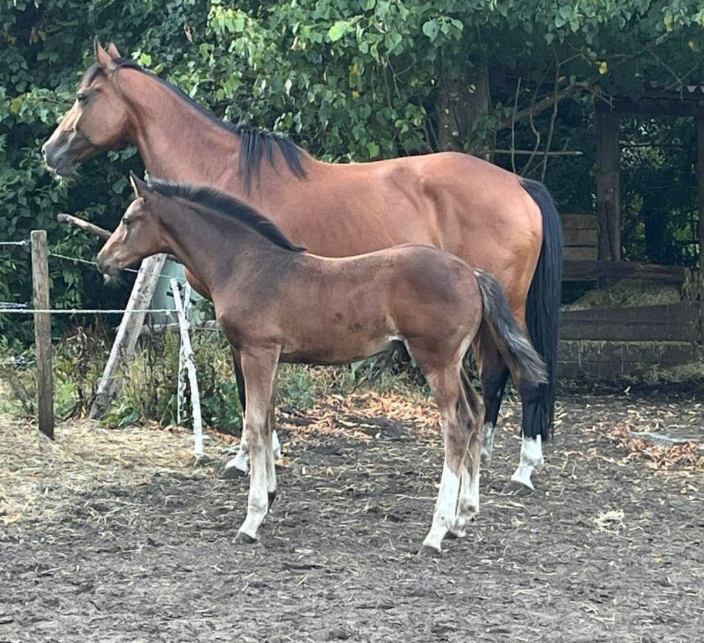 Bewezen KWPN fokmerrie van Johnson | Moderne nafok, Merrie, Met stamboom, M, Dressuurpaard