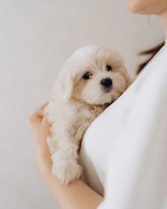 Prachtige Maltezer puppy's, Maltezer, 8 tot 15 weken, Meerdere, Meerdere dieren