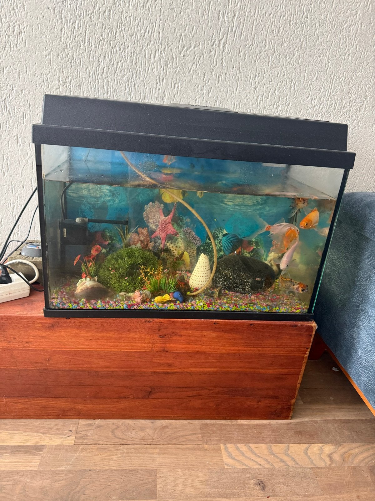 Aquarium en vissen, Dieren en Toebehoren, Vissen | Aquaria en Toebehoren, Ophalen