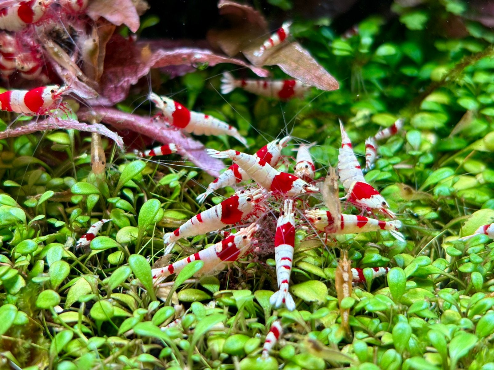 Crystal Red Shrimp, Kreeft, Krab of Garnaal, Zoetwatervis