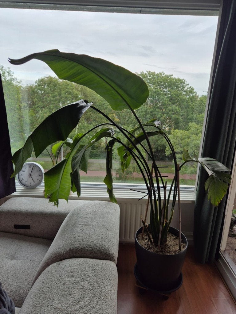 Strelitzia Nicolai (Paradijsvogelplant) - 180cm hoog, Ophalen, Overige soorten, In pot, 150 tot 200 cm