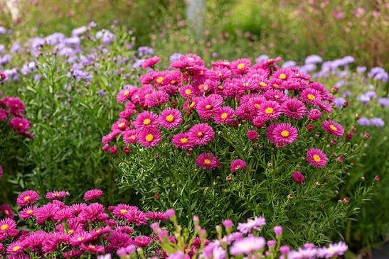 Mooie Aster dumosus 'Jenny' (Herfstaster) in pot!, Tuin en Terras, Planten | Tuinplanten, Ophalen, Overige soorten, Volle zon