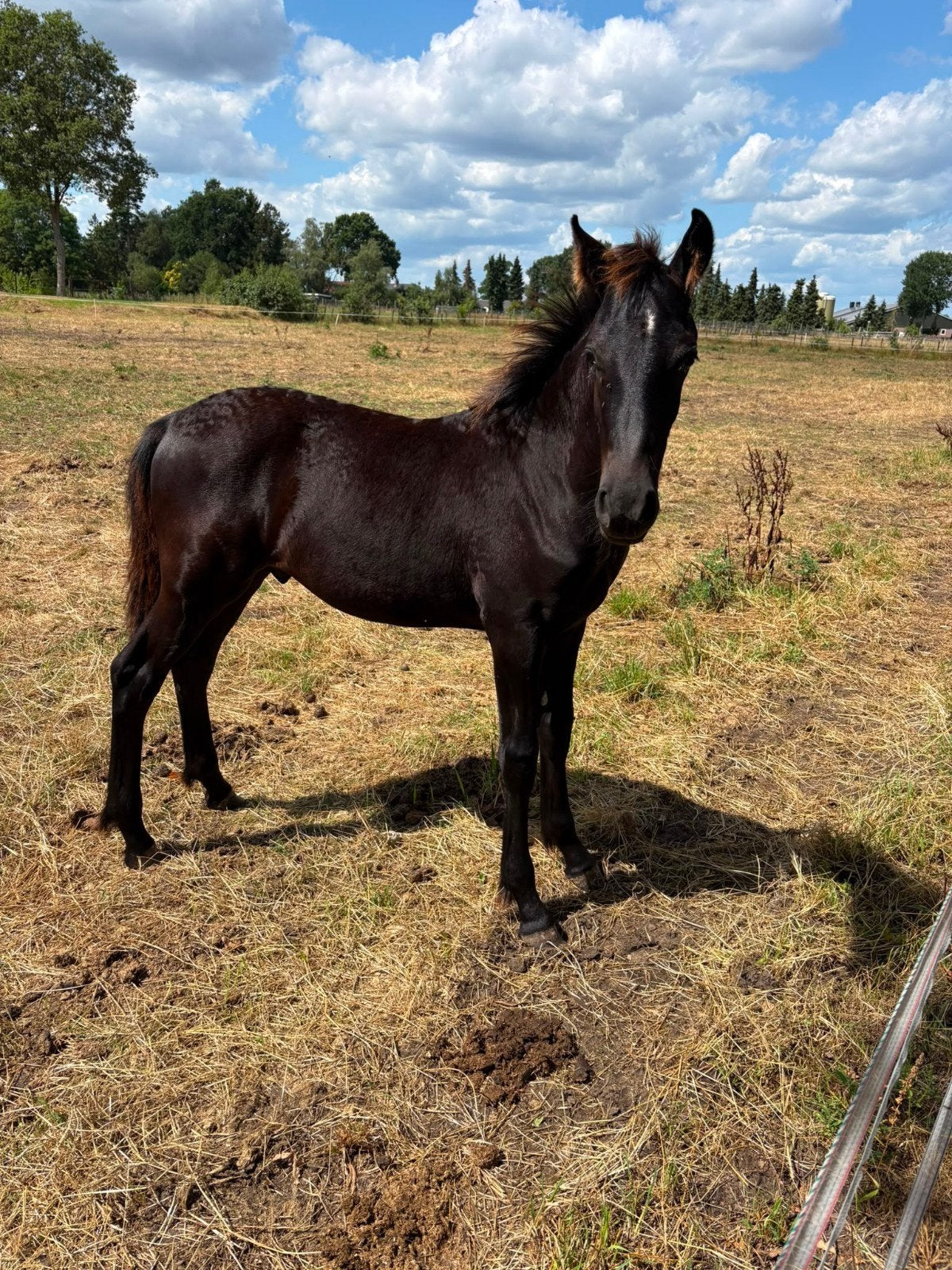 prachtig mooi chique hengst veulen, Dieren en Toebehoren, Minder dan 160 cm, Niet van toepassing, Dressuurpaard, 0 tot 2 jaar