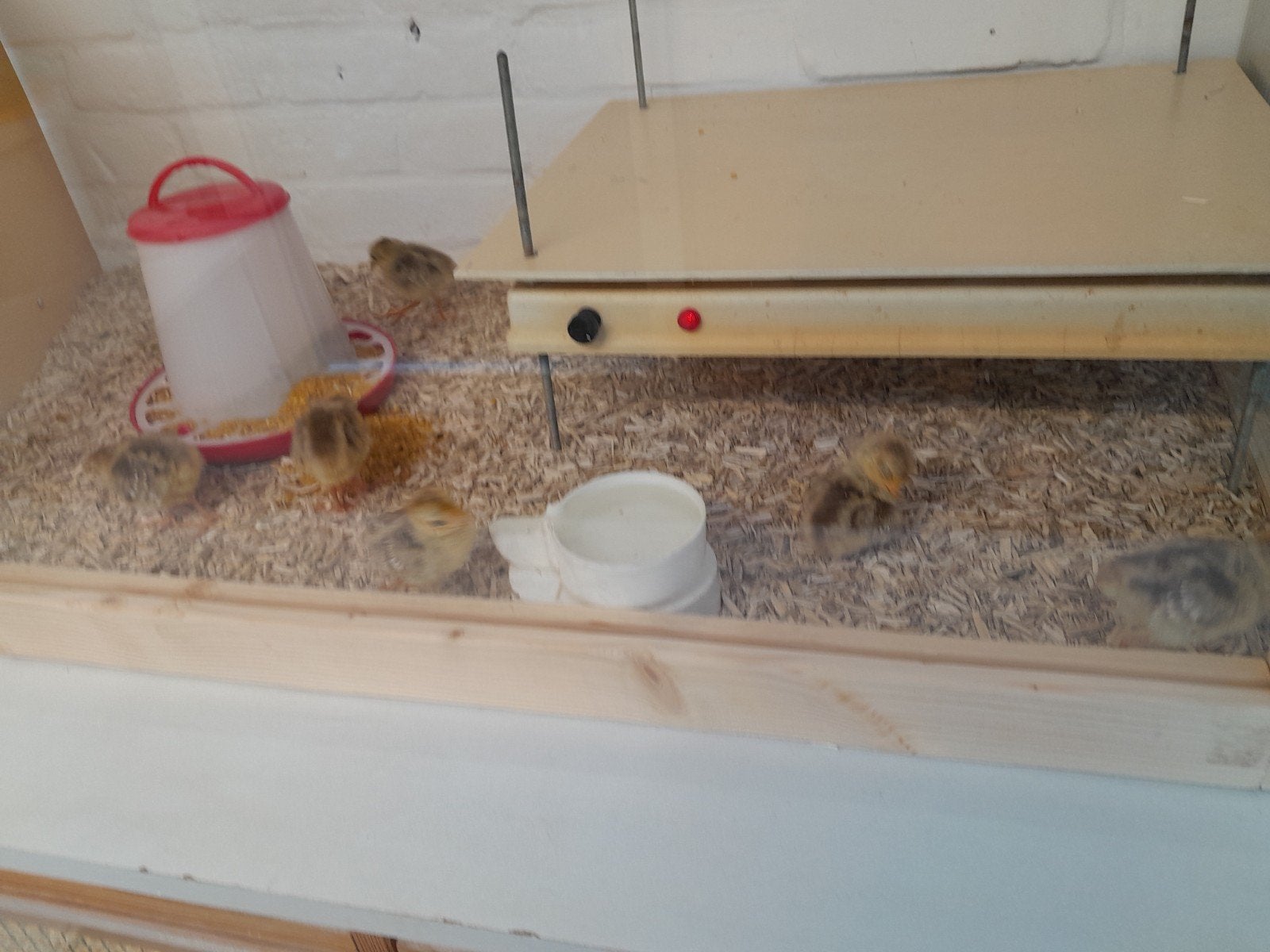 GRATIS: 5 jonge gele goudfazanten, Dieren en Toebehoren, Meerdere dieren, Eend