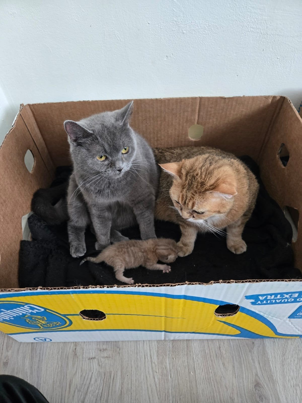 britse korthaar kittens laaste 2 van het nesje ., Dieren en Toebehoren, Meerdere dieren, Ontwormd, 0 tot 2 jaar