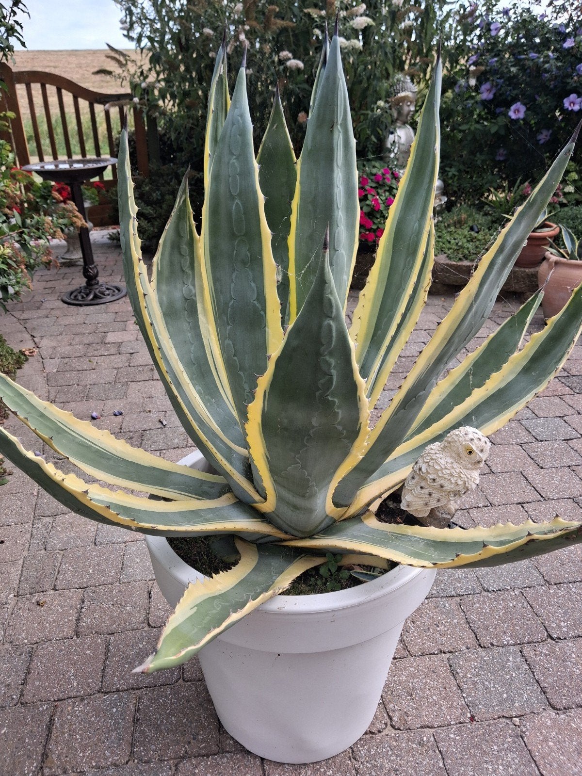 Grote Agave Americana Variegata in pot, Volle zon, Vaste plant, Bloeit niet, Ophalen