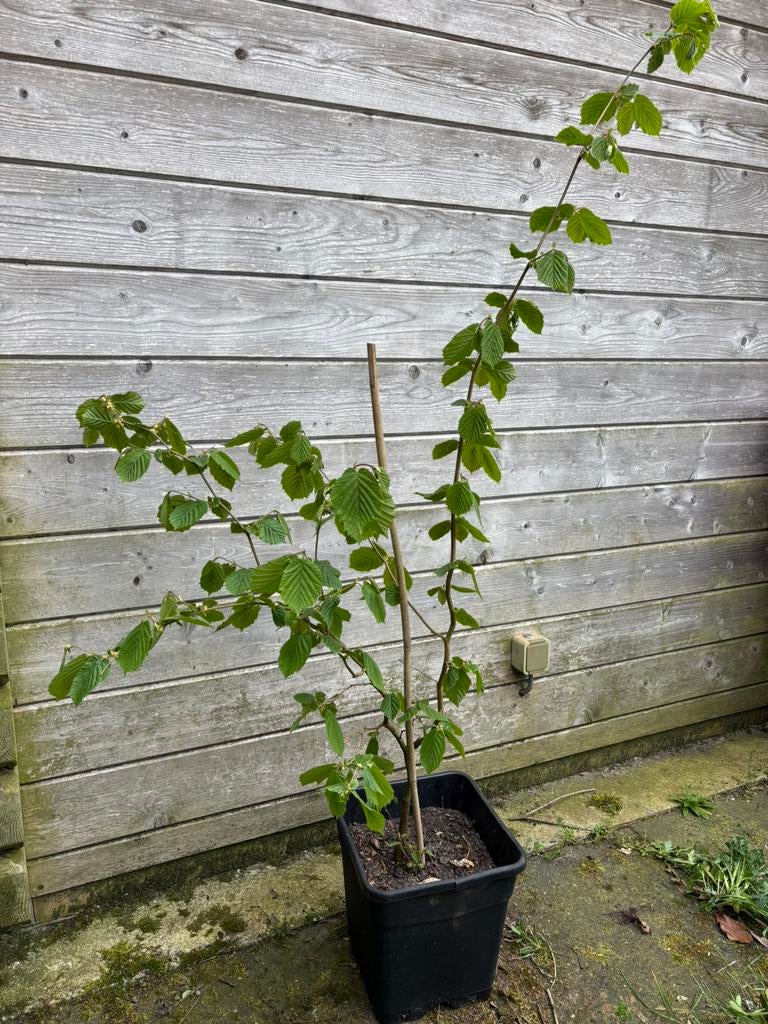 Hazelaar- inheems en biologisch, Ophalen