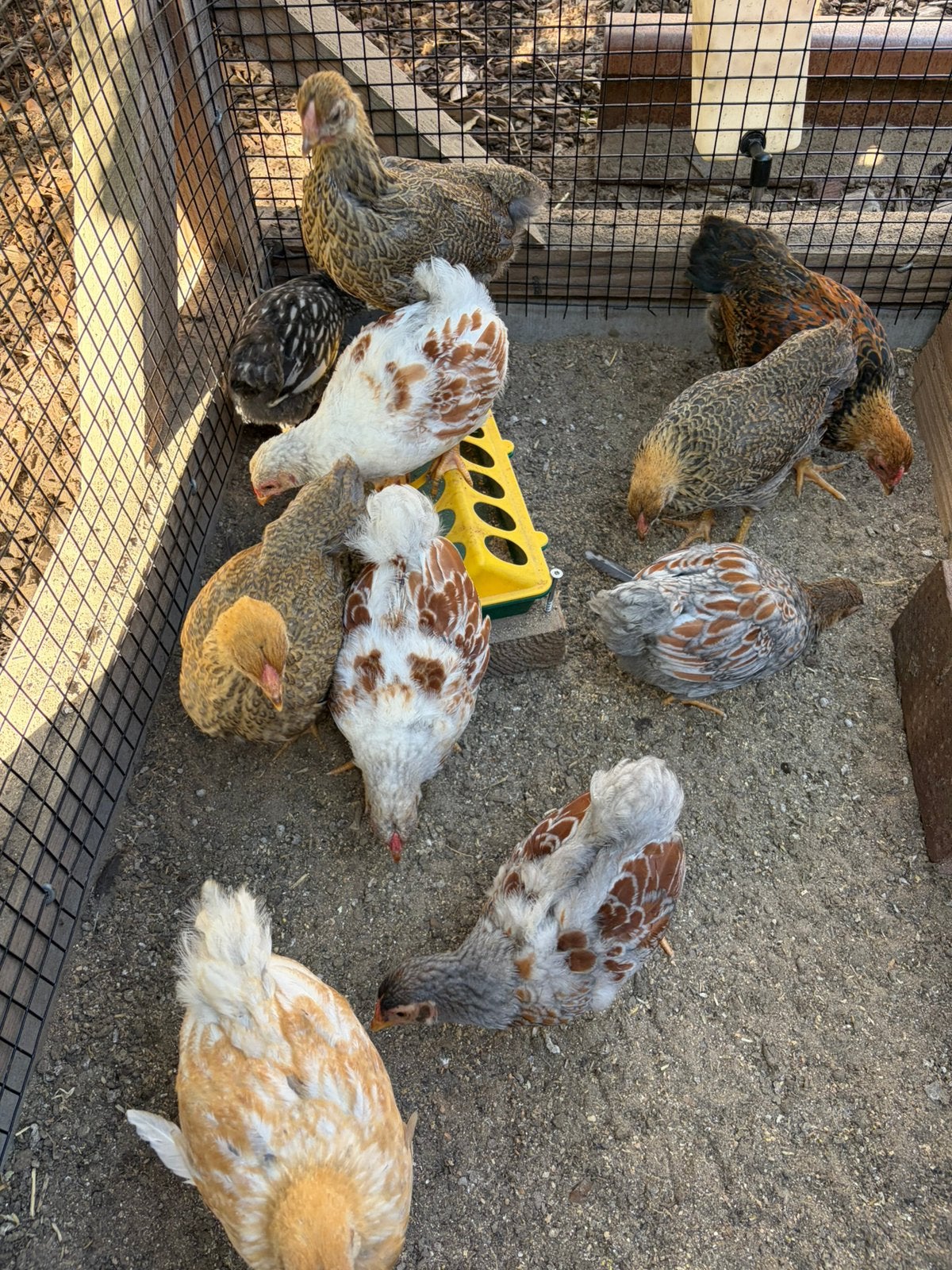 Wyandotte kriel kuikens, Dieren en Toebehoren, Pluimvee, Vrouwelijk, Kip