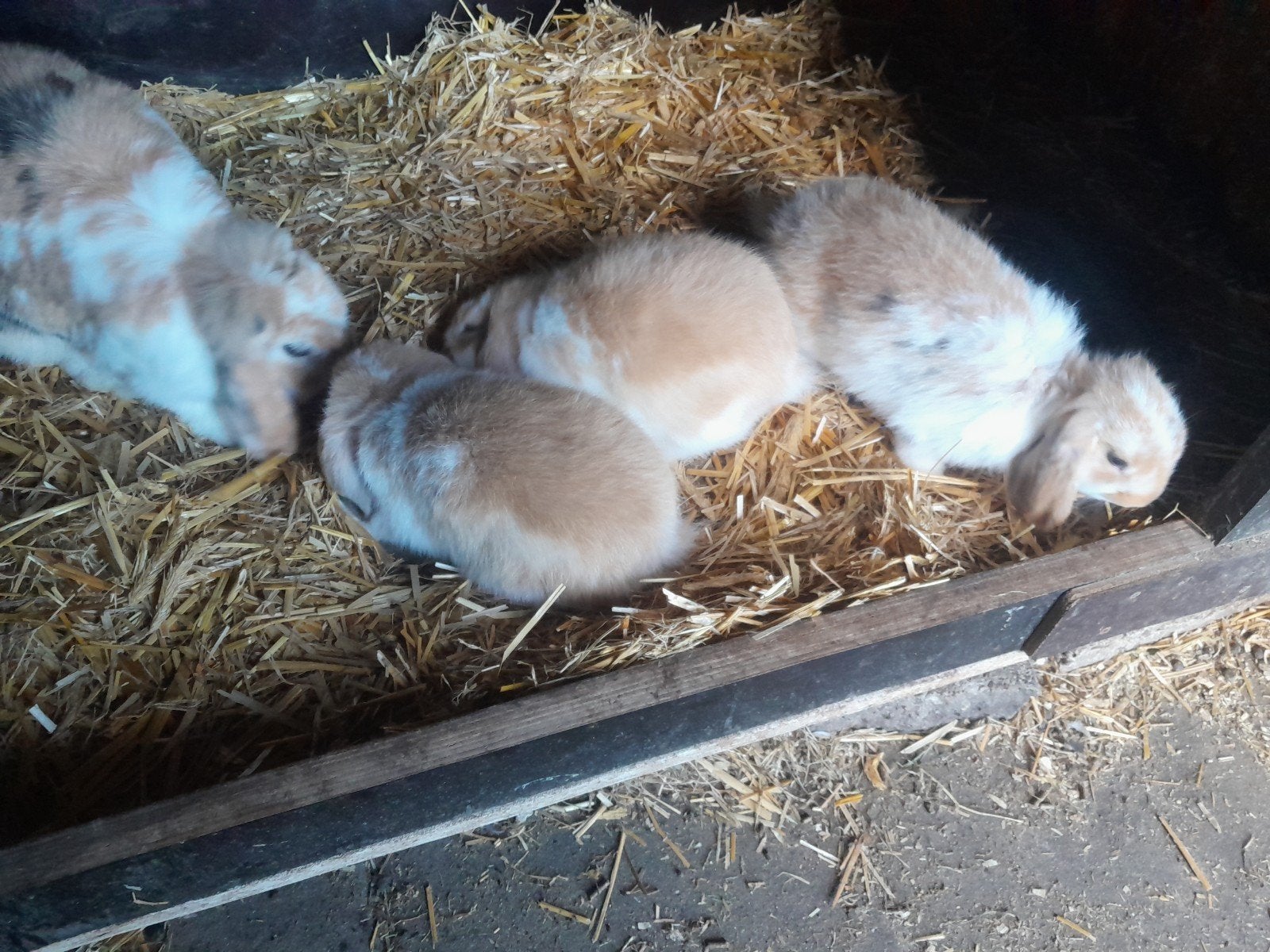 jonge Nederlandse hangoordwerg konijntjes, Dieren en Toebehoren