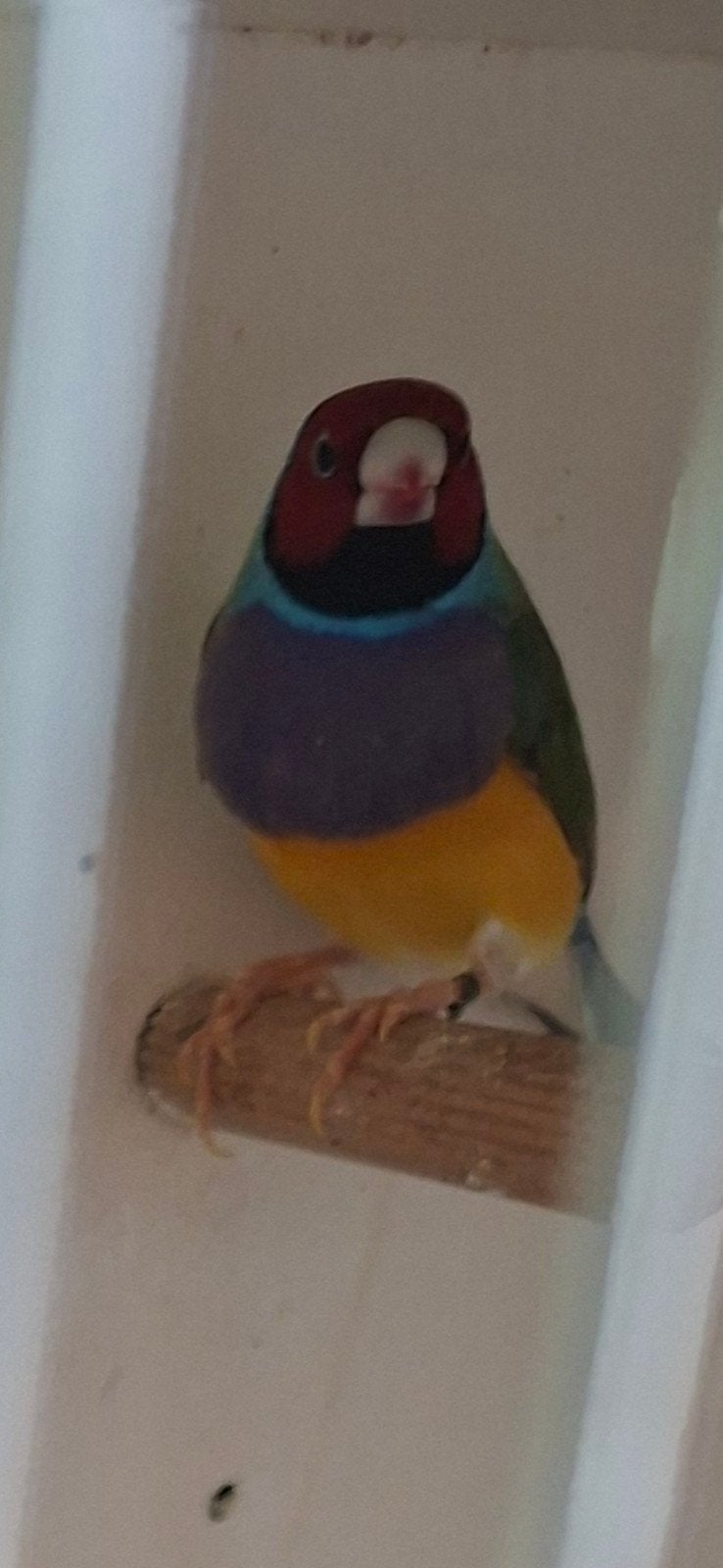 gouldamadines man 2 jaar oud, Mannelijk