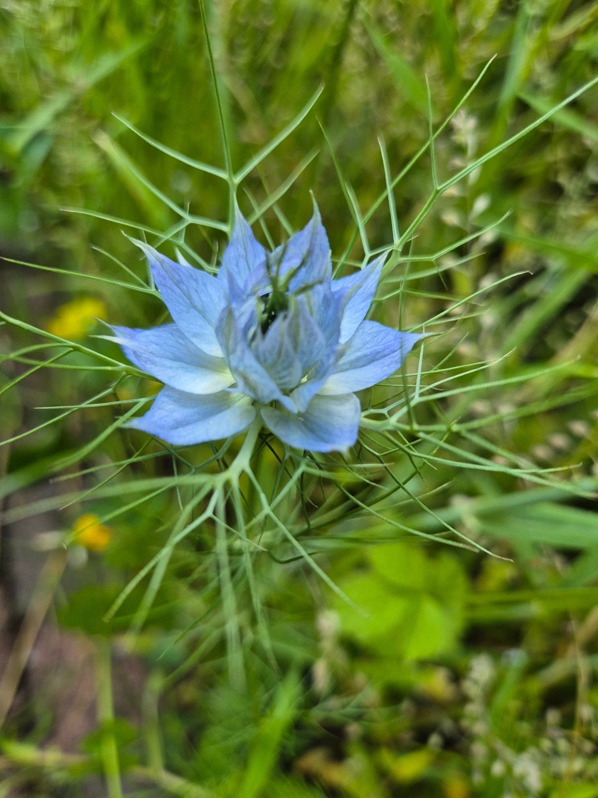 Juffertje in het groen zaden - Nigella damascena, Ophalen of Verzenden, Voorjaar, Volle zon, Zaad