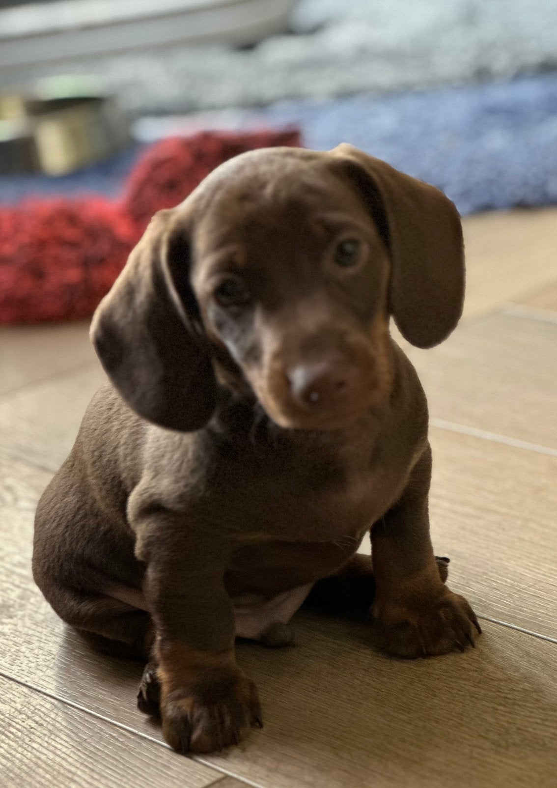 Prachtige Dwerg teckel pups reutjes te koop, Parvo, 8 tot 15 weken, Dwerg, Meerdere