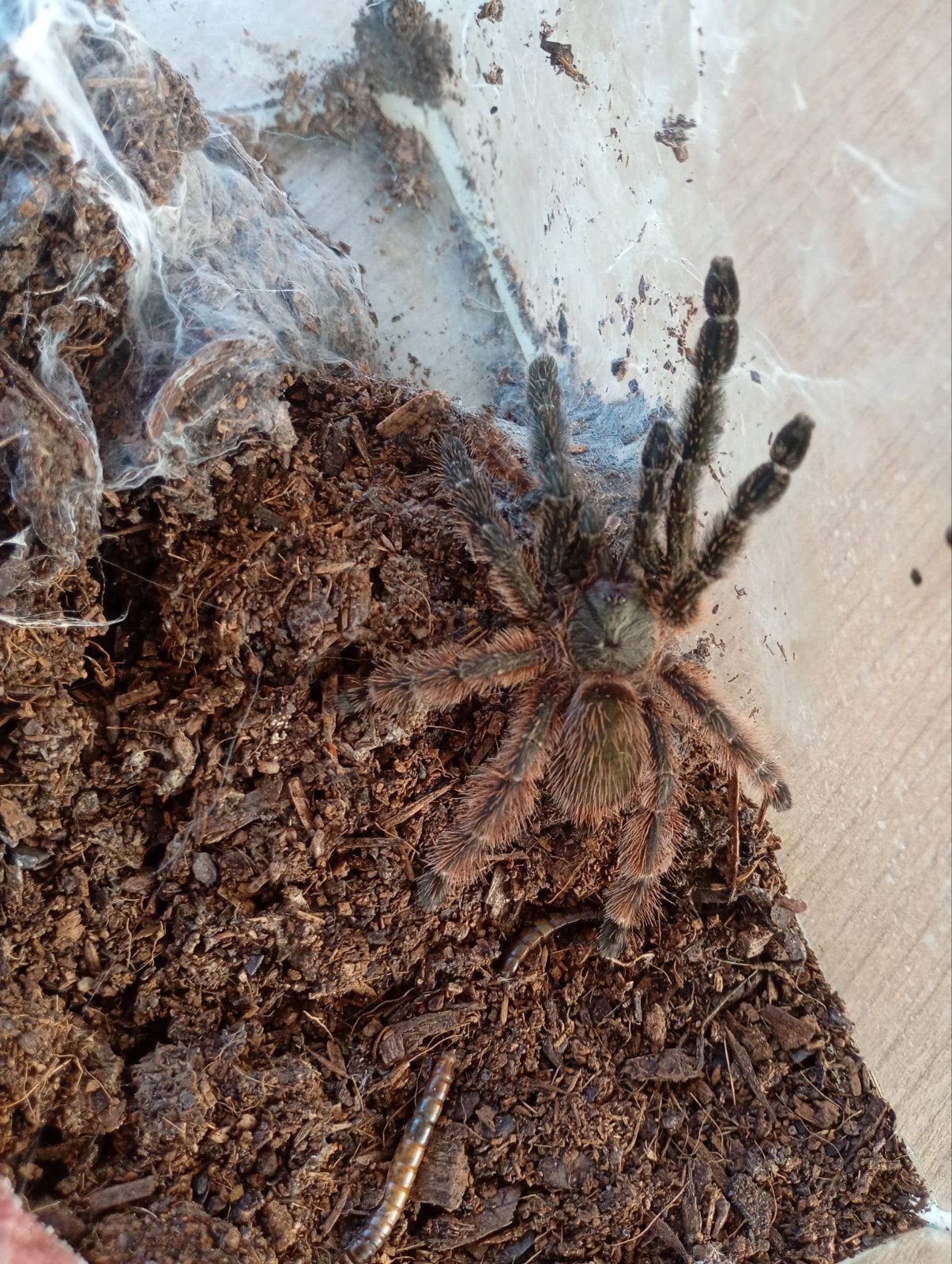 psalmopoeus Victori spin, Spin of Schorpioen