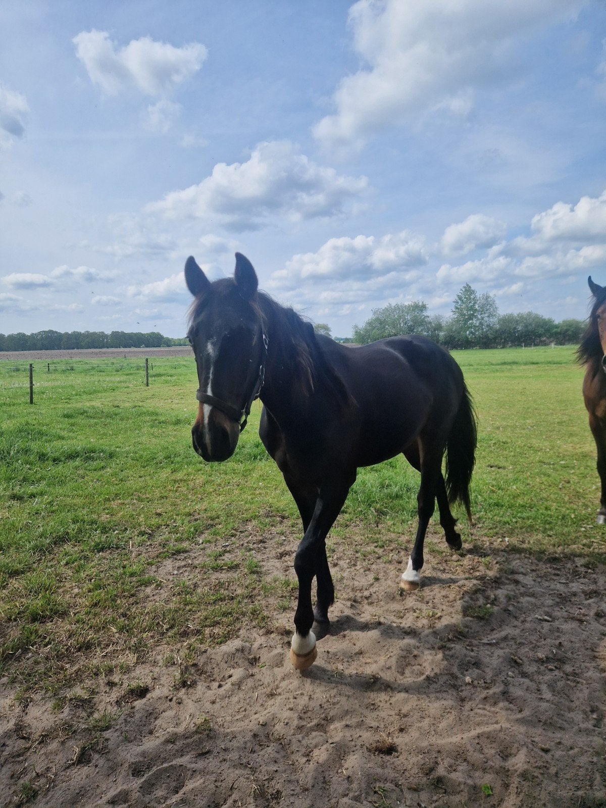 2 jarige dravers ruin, Ruin, Met stamboom, 0 tot 2 jaar
