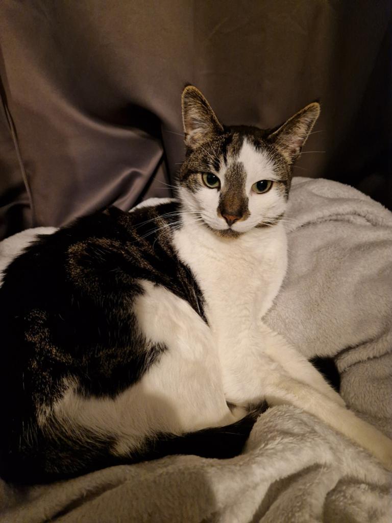 Gouden mandje gezocht voor 3 onwijs lieve katten, Dieren en Toebehoren, Katten en Kittens | Overige Katten, Meerdere dieren, Kortharig