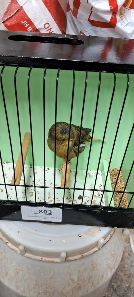 Gloster, Dieren en Toebehoren, Vogels | Kanaries, Mannelijk, Postuurkanarie