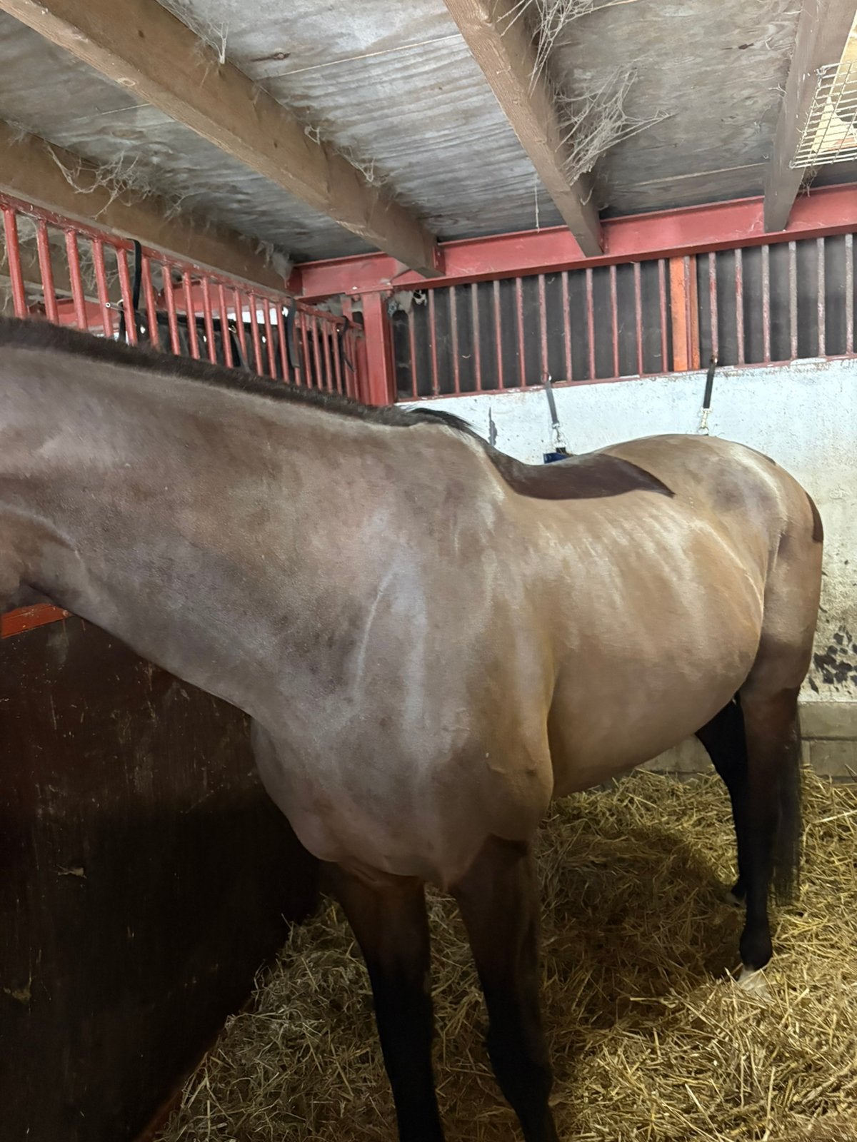 Het scheerseizoen komt er weer aan!!, Verzorging of Verzorgpony's
