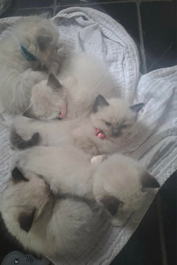 Prachtige Ragdoll kittens, Kater, Gechipt, 0 tot 2 jaar