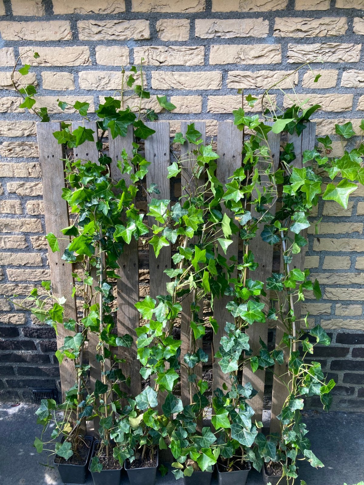 Hedera hibernica klimop 120 cm, Ophalen, Overige soorten, 100 tot 250 cm