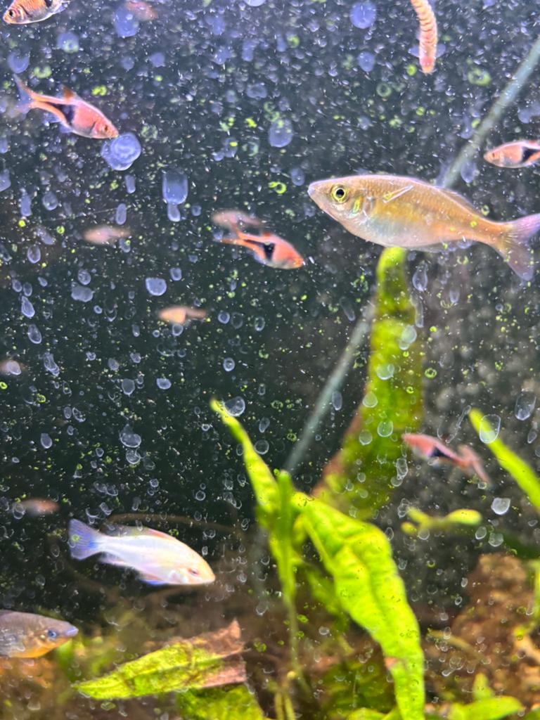 ramarezia gold, Vis, Zoetwatervis, Schoolvis