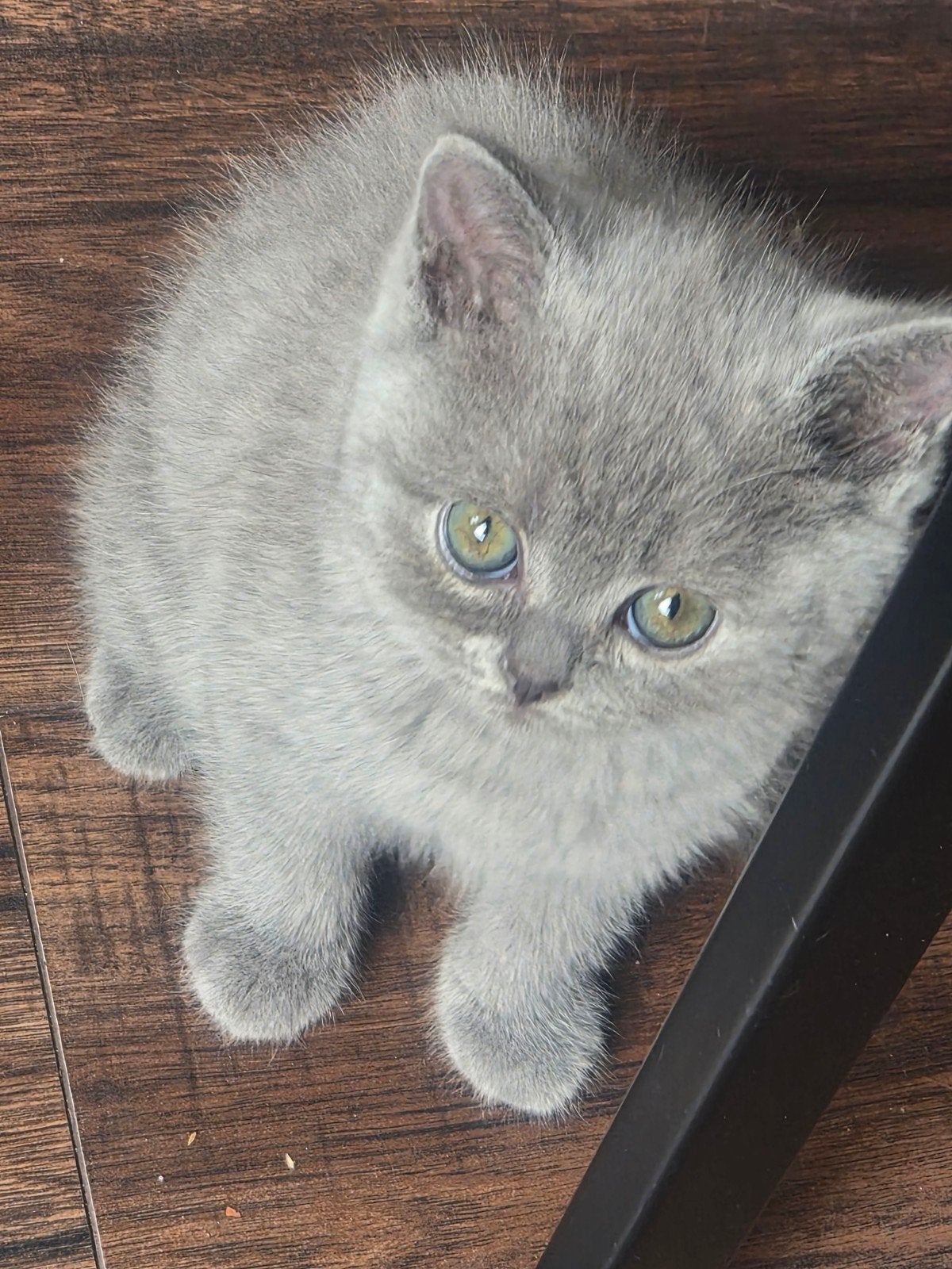 Britsekorthaar kitten (prijs bespreekbaar), Poes, Ontwormd