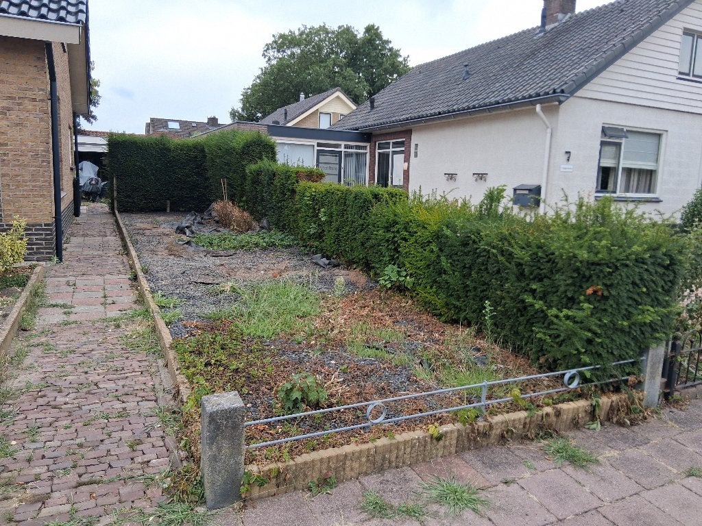taxus haag, gratis, Ophalen, Taxus, Haag, 100 tot 250 cm