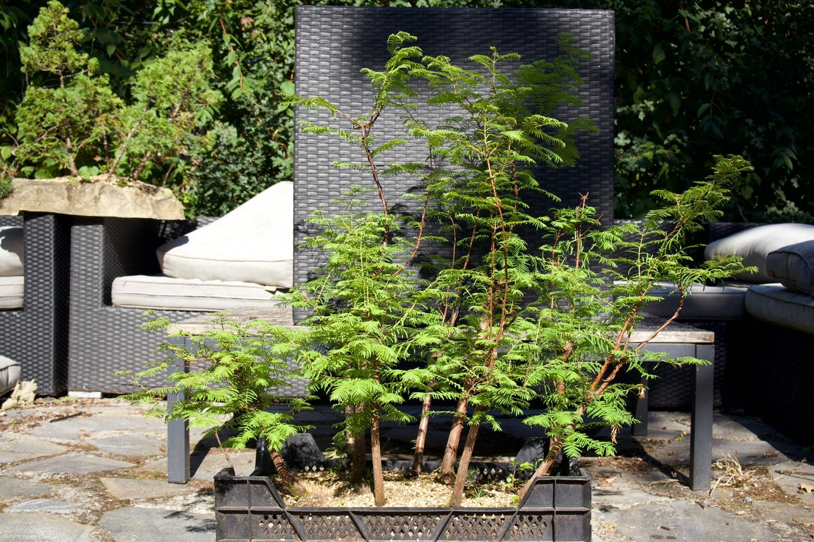 Metaseqoaia bonsai, Bloeit niet, Halfschaduw, Overige soorten, Minder dan 100 cm