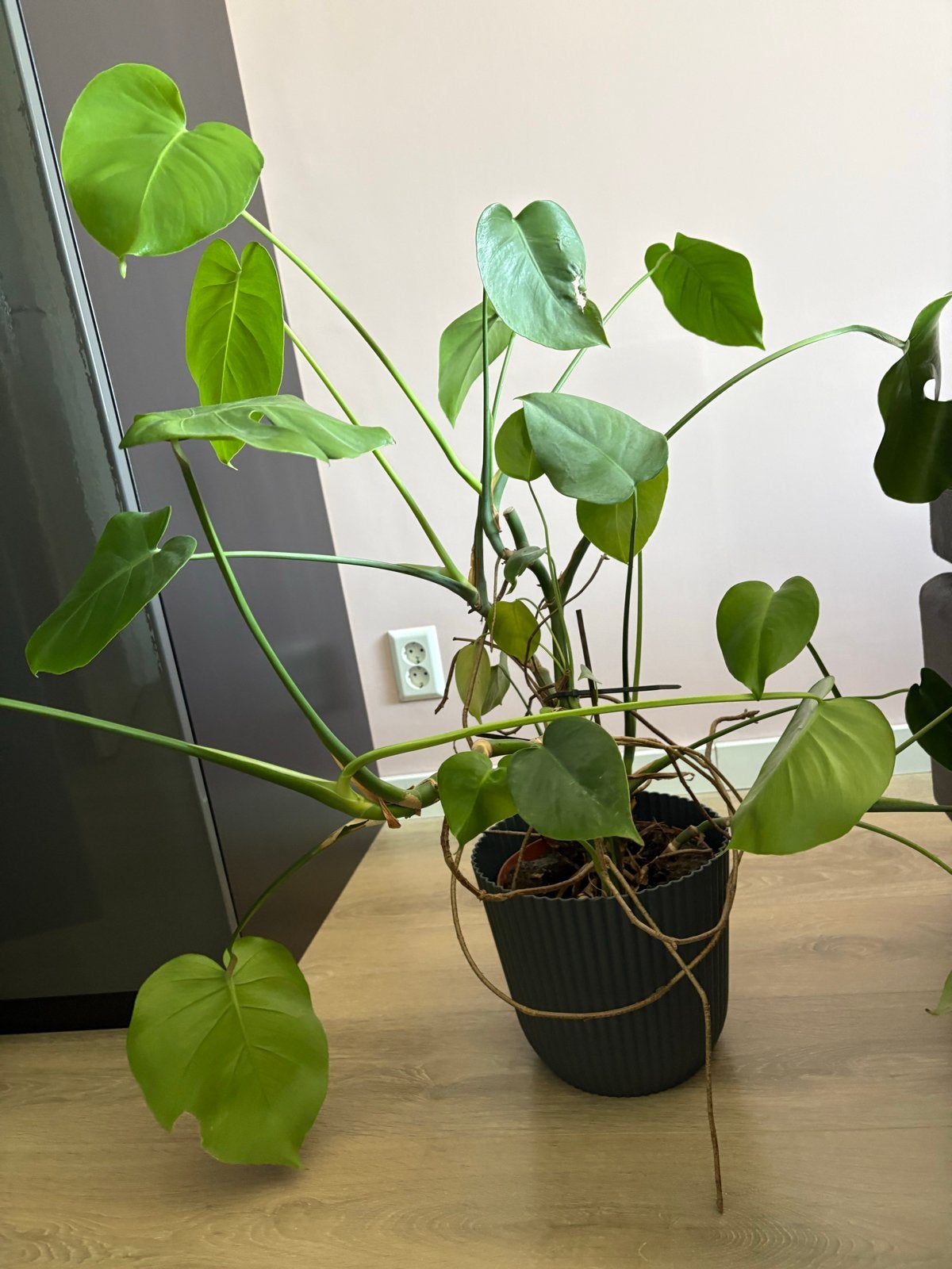 Grote Monstera Deliciosa - Kamerplant, Ophalen, 100 tot 150 cm, Overige soorten, Halfschaduw