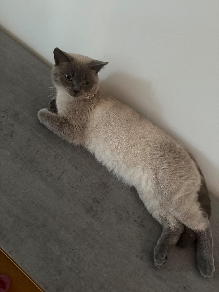 Britise blue point, Dieren en Toebehoren, Katten en Kittens | Raskatten | Korthaar, Kater, Ontwormd, 0 tot 2 jaar