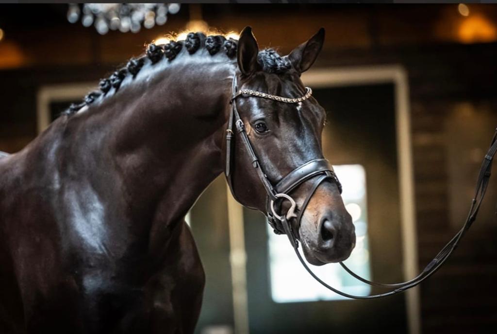 Prachtige 9-jarige ruin te koop, Dieren en Toebehoren, Paarden, Met stamboom, Ruin, M, 170 tot 175 cm