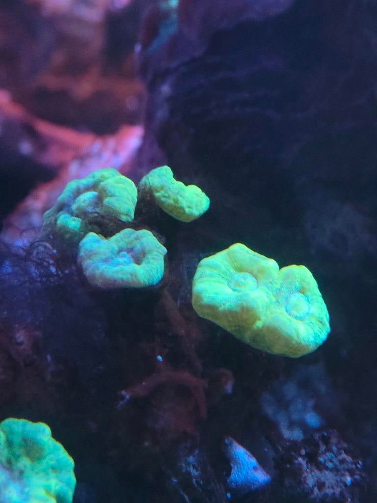 Koraal caulastrea groen geel, Dieren en Toebehoren, Vissen | Aquariumvissen, Overige typen