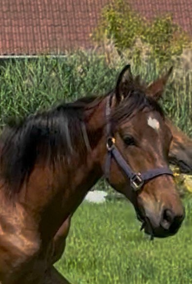 Super lieve kwpn jaarling hengst te koop, Dieren en Toebehoren, Dressuurpaard, 0 tot 2 jaar, Gechipt, Onbeleerd