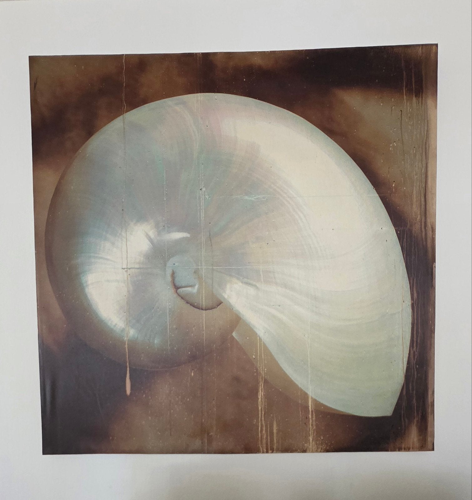 Prachtige parelmoer Nautilus schelp print, Antiek en Kunst, Kunst | Schilderijen | Klassiek, Maritiem / water, Realistisch, Ophalen of Verzenden