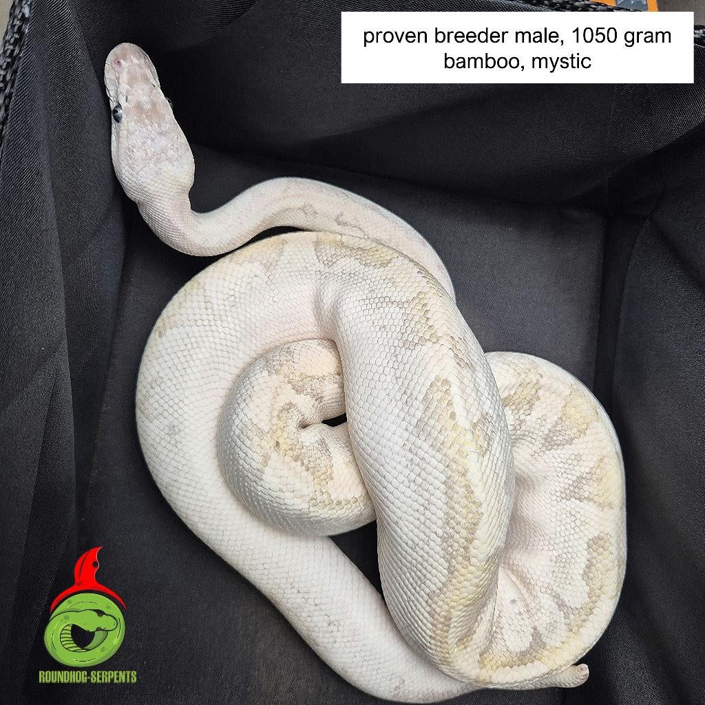 regius bamboo mystic Ball Python - unknown for sale from Roundhog serpents