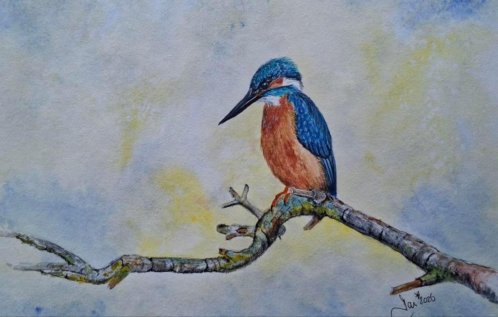 aquarel ijsvogel, Ophalen