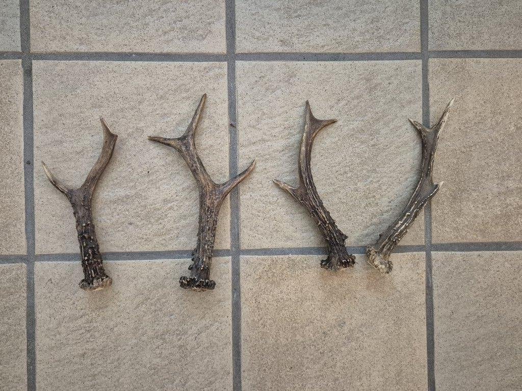 4 Ree Gewei Stangentjes samen €19 - Natuurlijke Decoratie, Ophalen of Verzenden, Gebruikt, Hert, Gewei of Kop