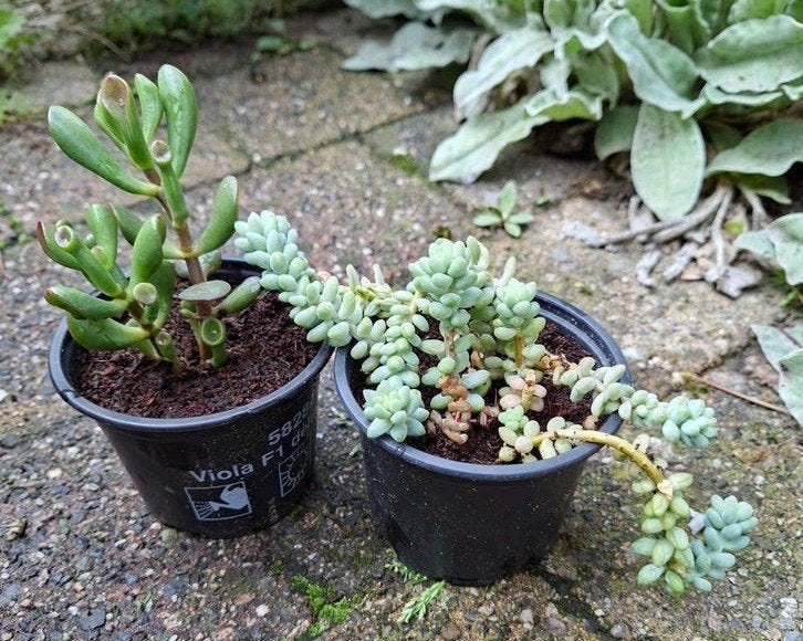 Vetplantjes: Crassula Ovata 'Gollum' en Sedum Morganianum, Ophalen, Halfschaduw, Minder dan 100 cm