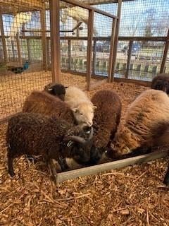 Ouessant schapen | Diverse kleuren | Passend advies, Vrouwelijk, Schaap, 0 tot 2 jaar