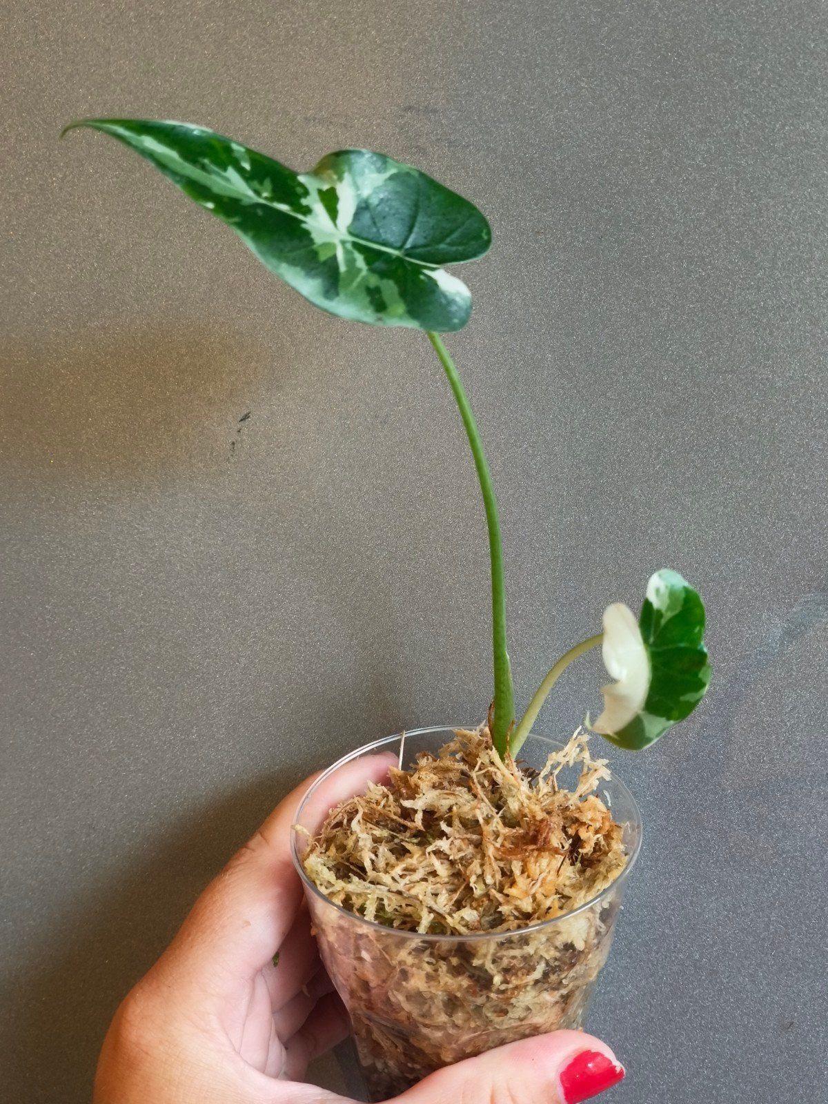 Alocasia Okinawa Silver Variegata 2, Huis en Inrichting, Verzenden, Halfschaduw, Minder dan 100 cm