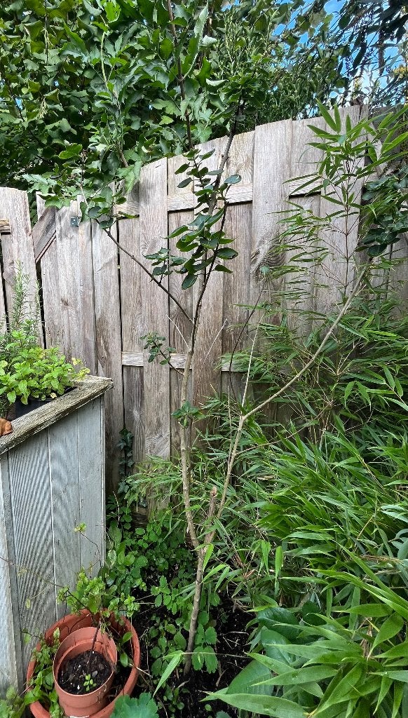 Sering boom, Tuin en Terras, Ophalen, Lente, Volle zon, Overige soorten