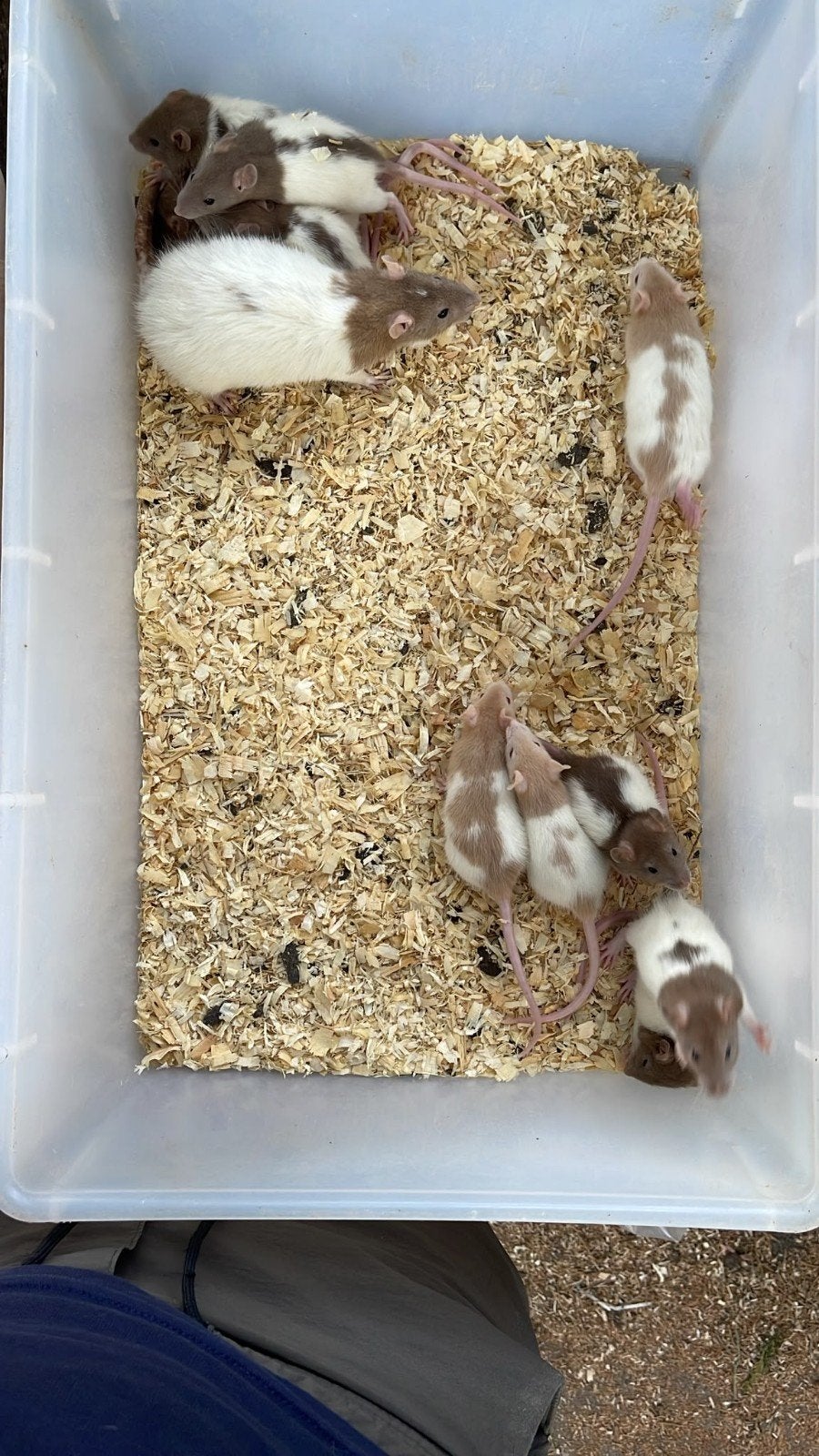 Lieve tamme ratjes 1 maand oud, Dieren en Toebehoren, Juni, Geslacht onbekend, Rat