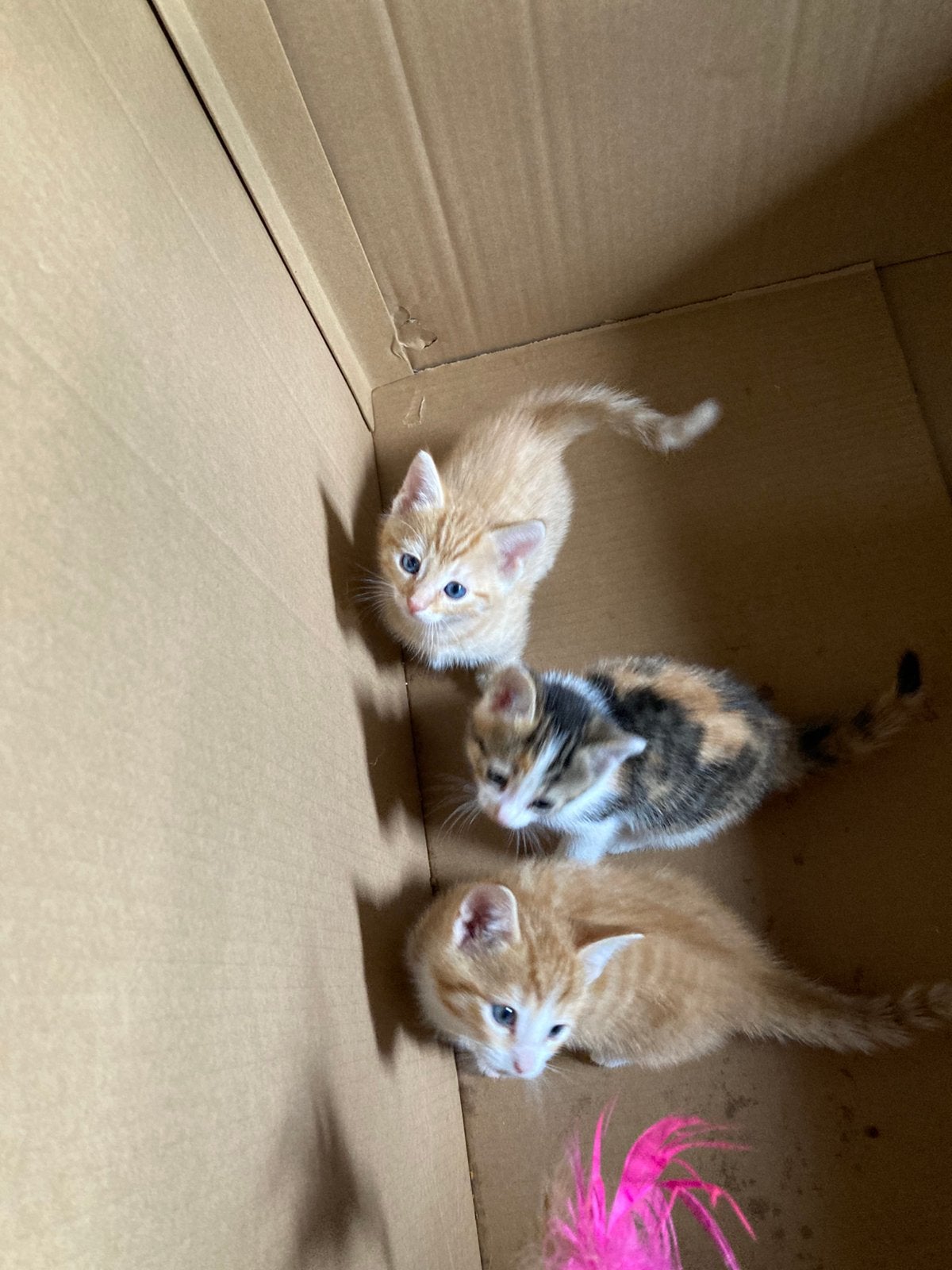 Twee kittens - rood en schildpad, Dieren en Toebehoren, Meerdere dieren, 0 tot 2 jaar