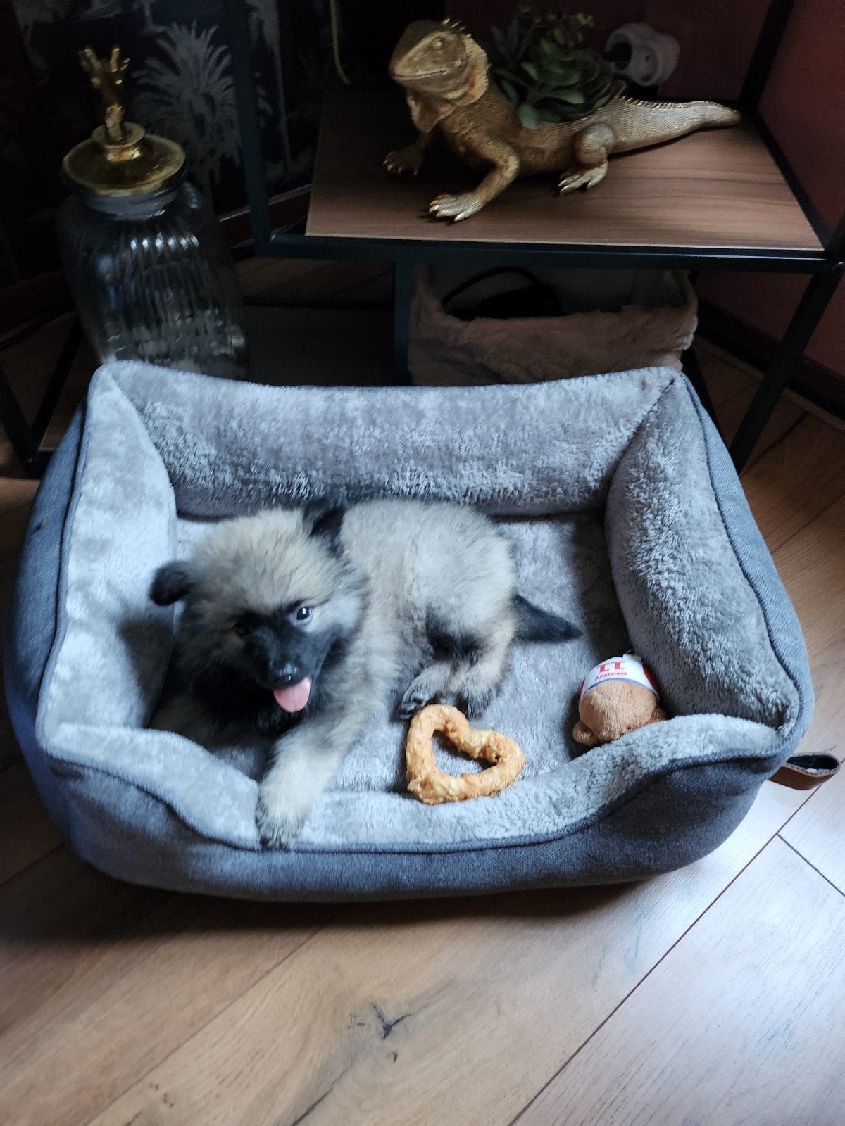 Pup keeshond, Dieren en Toebehoren, Keeshond, Reu, Eén hond, Nederland